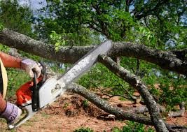 Trusted Nesconset, NY Tree Services Experts