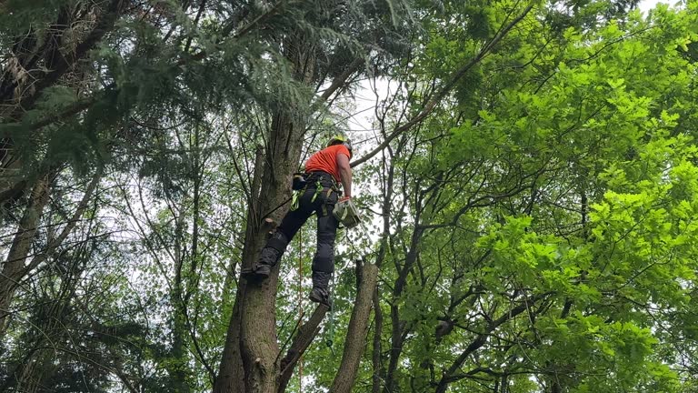 How Our Tree Care Process Works  in  Nesconset, NY